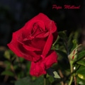 薔薇：Papa Meilland