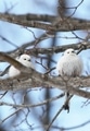 鳥　動物