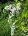 【Petrea volubilis ‘Albiflora’】