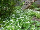 花よ　もうっと　ゆっくり　咲いてくれ