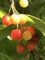 可愛いさくらんぼ🍒