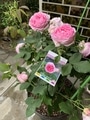 うちの薔薇