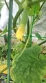 ７～８月野菜、山野草。