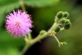 うちの草花・盆栽・山野草2019