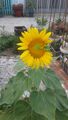 Sun Flower