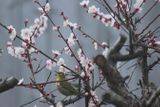 3月の庭から