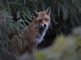 夕暮れの植物園