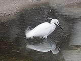 鳥や動物・・山沿いや海沿いにて