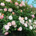 『バラを愛でる喜びの日々』〜自宅の庭花便り〜🌹