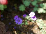 ‘20🐰3・4月の小庭のお花たち🐰