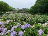 紫陽花　　荻窪公園