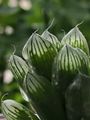 多肉植物の仲間たち