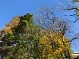 小石川植物園