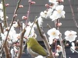 三春（梅・桃・桜）を愛でる