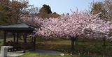 松前藩屋敷の花