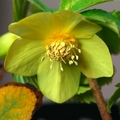 Helleborus 2013-14