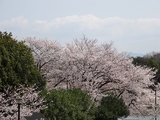 ２０１４年　お花見散歩！