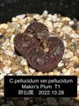 C.ver.pellucidum Makin's Plum  T1