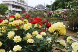 東京都立園芸高校バラ園