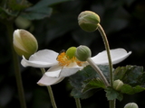 秋の庭の花