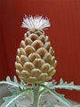 Leuzea conifera栽培日記