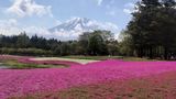 富士山　芝桜と忍野八海
