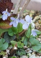 お気に入りの山野草　①