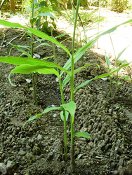 伝統野菜で調べてみよう「わが町の物語」