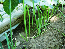 伝統野菜で調べてみよう「わが町の物語」