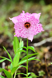 天空の花たちからの爽やかな残暑見舞い