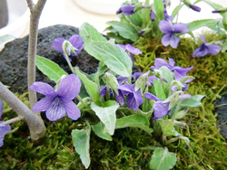 里の春、スミレの花が咲いている～すみれの集い「日本のスミレ展」から