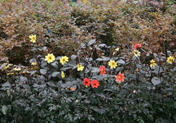 花の女王ダリアは夏の花？ それとも秋の花？