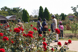 コスモスやバラが楽しめる「うみなかはなまつり」開催中！福岡県、海の中道海浜公園にて《10月23日は無料入園日》