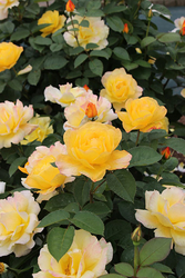 決定！第10回「国際香りのバラ新品種コンクール」'ジパング'が最優秀賞と香り部門第1位のダブル受賞！
