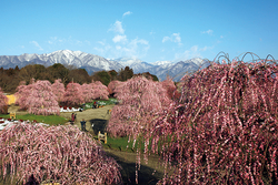 開花期間限定の一般開放、鈴鹿の森庭園で「しだれ梅まつり」がスタート！3月31日まで