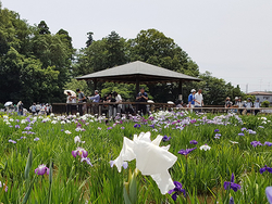 300種、10万本の花菖蒲が楽しめる「第29回東村山菖蒲まつり」6月3日～6月18日