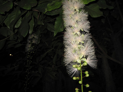 【夜間開園イベント2017】この夏、夜の植物園へ行こう！