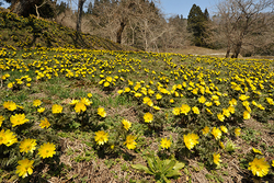 福島県喜多方市で「福寿草まつり」開催！日本最大級の福寿草の群生地に出かけよう