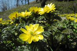 福島県喜多方市で「福寿草まつり」開催！日本最大級の福寿草の群生地に出かけよう