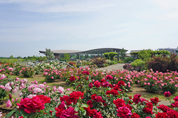 越後丘陵公園で「香りのばらまつり」開催！5月26日～6月17日