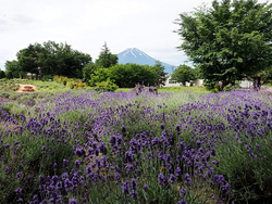 ラベンダー畑から望む絶景の富士山！「河口湖ハーブフェスティバル」6月15日から開催