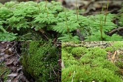 コケと触れ合う一日、第3回「青木ヶ原樹海コケさんぽ〜苔クリエイター石河とゆく〜」