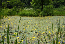 越後丘陵公園の初夏の風物詩、希少な「アサザ」が開花中！