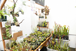 【イベントレポート】多くの植物ファンが集まり今回も大盛況！多様な植物が集まる「ボーダーブレイク」BORDER BREAK 5.5th