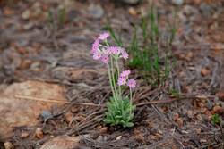 天空の花散策～「北アルプス山麓の高山植物」取材ノートから