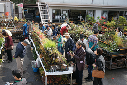 関東最大の小品盆栽フェア「第26回 秋雅展」11月1日～4日上野グリーンクラブで開催！