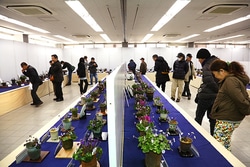 「日本雪割草大賞」を決める雪割草大会が、2月～3月に東京・新潟で開催