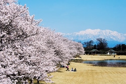 トウツバキにウメ、息をのむサクラ並木と見どころいっぱい！富山県中央植物園に出かけよう