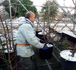 トウツバキにウメ、息をのむサクラ並木と見どころいっぱい！富山県中央植物園に出かけよう