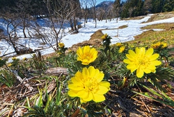 福島県喜多方市で「福寿草まつり」開催！日本最大級の福寿草の群生地に出かけよう